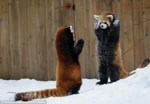 En cas d'attaque, je me dresse sur mes pattes arrières !